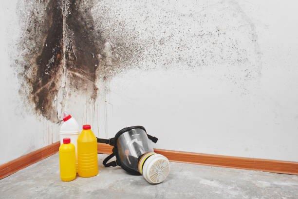 Best Black Mold Removal  in Lovejoy, GA