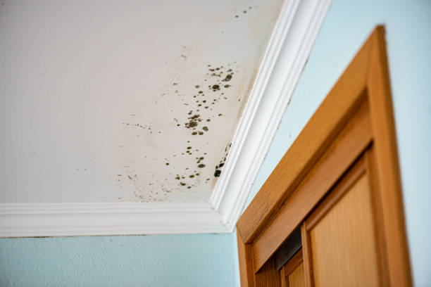 Crawl Space Mold Removal in Lovejoy, GA
